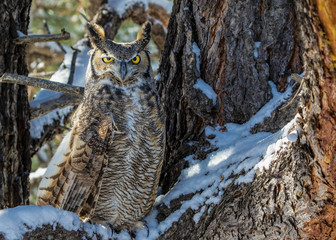 Great Horned Owl on Snowy Branch