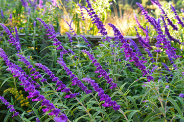 Obraz premium California Lavender