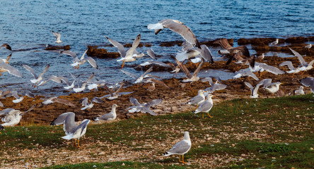 seagull island