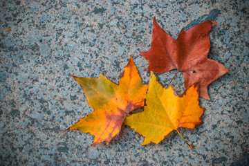Autumn leaves on grey marble with scratches and spots. Abstract background.