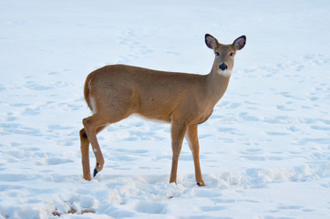 Doe in winter