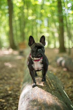 Mops im Wald