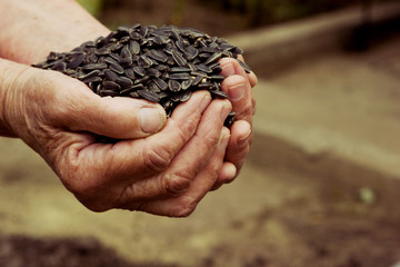 Old wrinkled hands with sunflower seeds