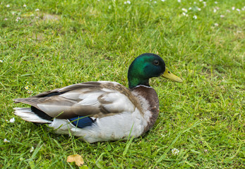 Duck at the lawn