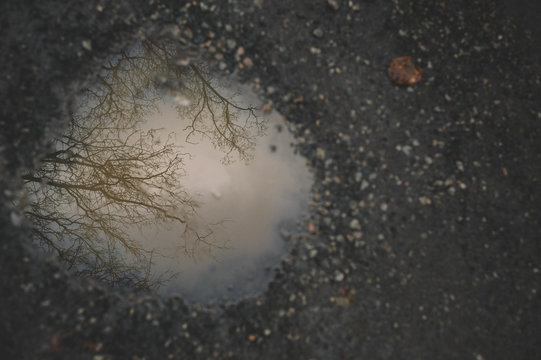 winter tree reflection in a puddle
