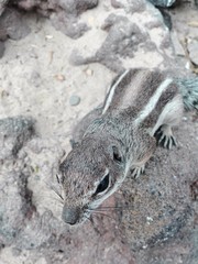 Fototapeta premium Streifenhörnchen auf Fuerteventura