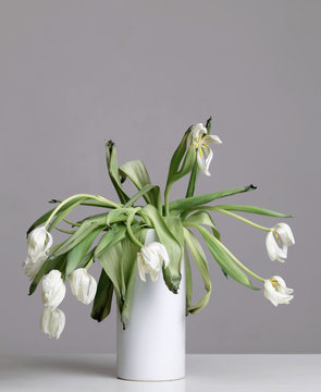 vase with withered white tulips