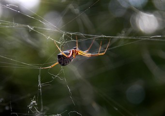 spider in the spider web