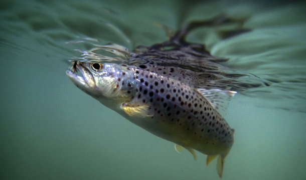 Brown trout