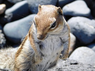 Streifenhörnchen auf Fuerteventura