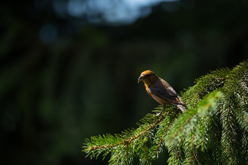 Red crossbill (Loxia curvirostra) a small passerine bird