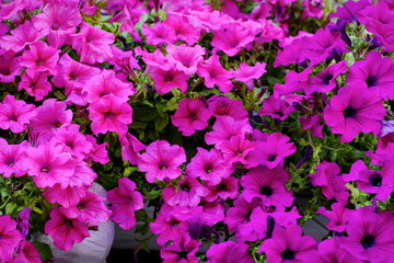 Beautiful purple petunias in flower pots decorating windows in summer