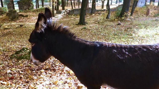 Watchful donkey