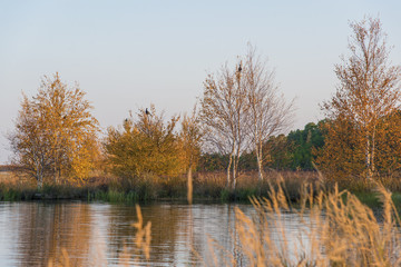 Black grouses at sunrise