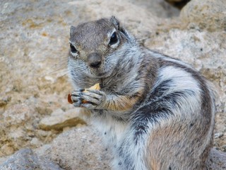 Streifenhörnchen beim Erdnuss knabbern