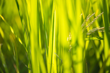 Blur green rice leaf show background or texture