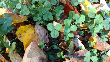 Kleeblatt mit kleinen Wassertropfen inmitten von Herbstlaub