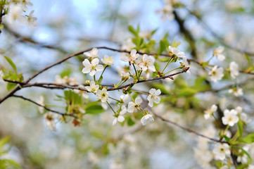 Blossom tree over nature background