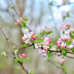 Obraz premium Blossom tree over nature background