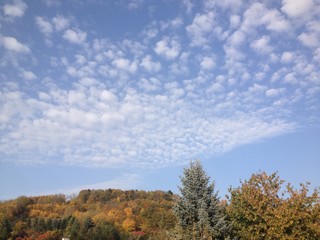 Fototapeta premium Bunter Herbstwald