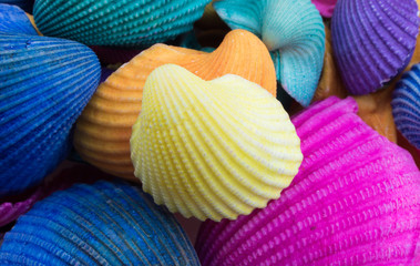 Yellow Seashell on Top of Multicolored Seashells