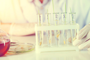 plants in test tubes