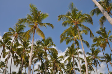 Fototapeta premium Palm trees and blue sky, view from below. Dominican Republic