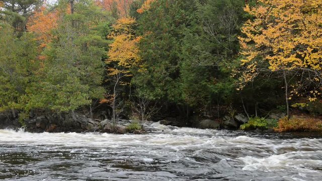 Colorful autumn forest on a riverside of Oxtongue river