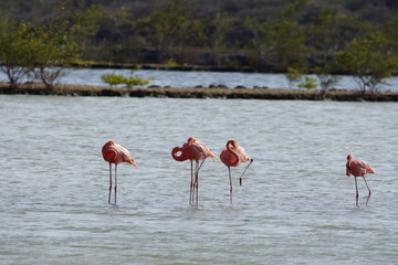 Flamingos im See