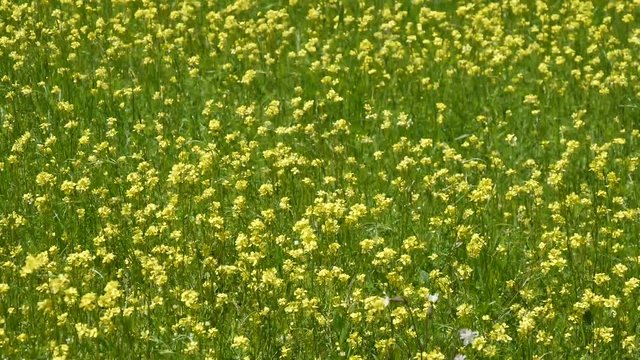 Fiori al vento a Castelluccio di Norcia in Umbria, Italia