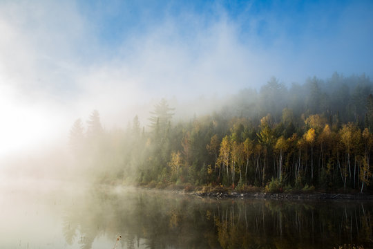 Trees in Temagami, Ontario