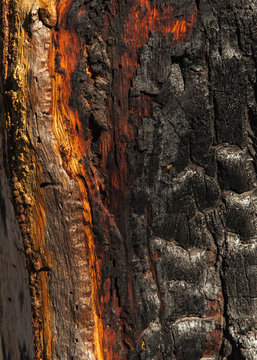 Douglas Fir, Burned