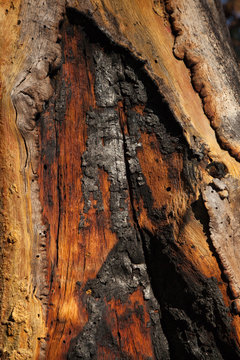 Douglas Fir, Burned