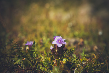 Alpine flower