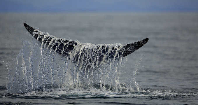 Whale fluke