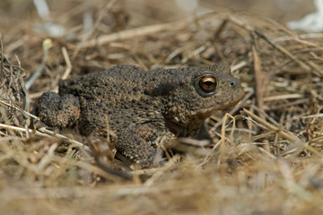Common Toad (Bufo bufo)/Juvenile Toad in long dry yellow grass stalks