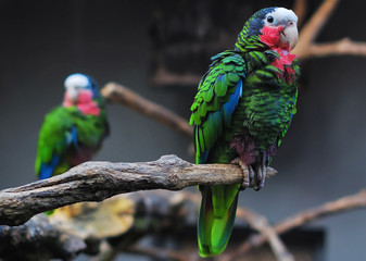 Cuban Amazon