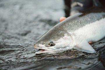 Beautiful head and fin of a wild winter steelhead