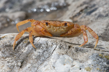 Freshwater Crab (Potamon potamios)/Potamon Potamios Freshwater Crab in stony riverbed