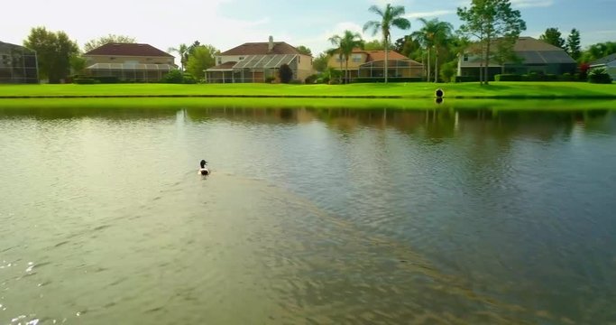Oviedo_Florida_Pond_Duck_Drone