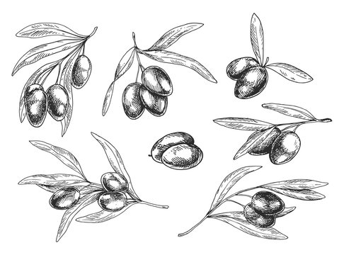 Isolated sketches of olive oil tree branches