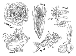 Sketches of vegetarian vegetables. Food theme