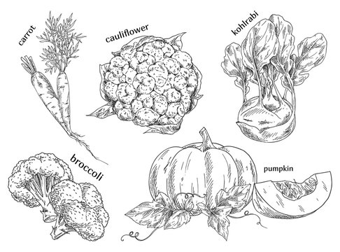 Organic food sketches. Hand drawn vegetables.
