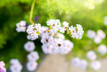 Flower The word(s) flowers were redundant and removed from your list of keywords.