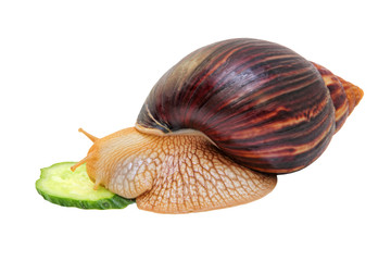 Achatina snail eats a cucumber isolated on white background taken closeup.