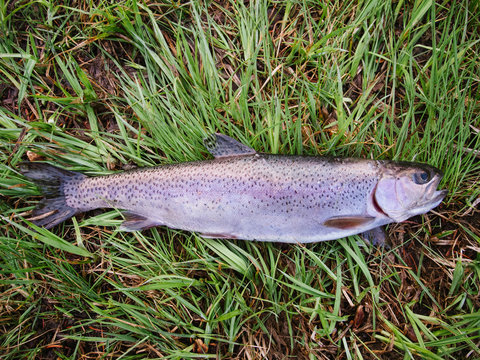 Dead rainbow trout in grass after being caught fly fishing