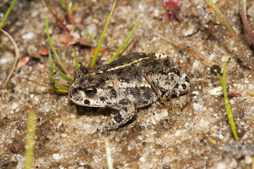Naklejka premium Crapaud calamite Bufo calamita