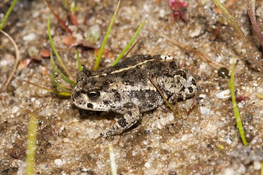 Calmite Calamite Bilder – Durchsuchen 239 Archivfotos, Vektorgrafiken und ...