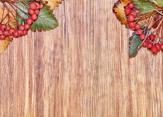 Autumn Red Berries clusters and leaves on grunge wooden background with empty space.