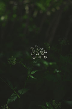 Wild Umbelliferae white flower enlighted by sunray in shady undergrowth